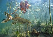 Brochet chassant Lac d'Ilay Jura France