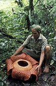Man showing a Rafflesia flower Sumatra Indonesia