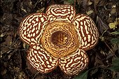 Fleur de Rafflésia Sabah Malaisie
