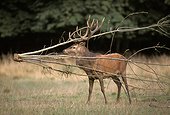 Male red deer trapped by a branch France in the Haute Vallée de Chevreuse