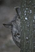 Loup caché derrière un tronc  France ; Parc de vision des Loups du Gévaudan