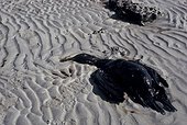 Grand cormoran mazouté sur une plage Golfe Persique