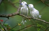 Pair of White Terns Bird Island Seychelles