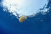 Méduse oeuf au plat Ile Ustica Italie