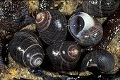 Gros plan de Bigorneaux vignot France
