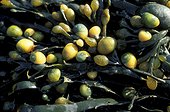 Littorine obtuse sur du Goémon Bretagne France