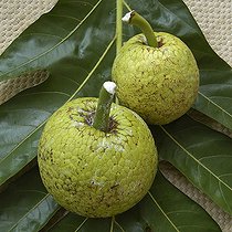 Fruits de l'Arbre à pain Guadeloupe