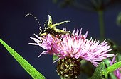 Lepture tachetée s'envolant d'une fleur de Centaurée France