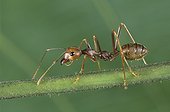 Weaver ant on a stem Portrait Gabon