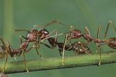 Weaver ants regurgitating food for each other Gabon