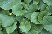 Feuilles et bouton de fleur de Ficaire France