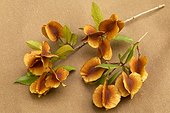 Russet Bushwillow seeds Northern Tuli (GR) Botswana