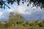 Leadwood tree Northern Tuli (GR) Botswana