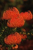 Pincushion Fynbos Kirstenbosch Cap RSA