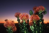 Pincushion Fynbos Kirstenbosch Cap RSA