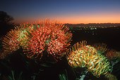 Pincushion Fynbos Kirstenbosch Cap RSA