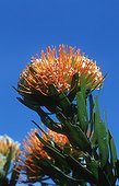 Pincushion Fynbos Kirstenbosch Cap RSA