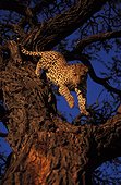 Male leopard coming down from an acacia Kalahari Namibia