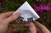 Protection d'Osteospermum pour éviter l'envol de graines