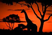 Masai Giraffe in the savanna at sunset Kenya