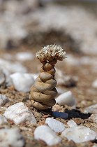 Crassula et fragments de quartz blanc ; Parc National du Richtersveld Afrique du Sud