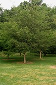 Orme de Sibérie Les Jardins de Coursiana