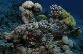 Poisson-scorpion à houppes mimétique nageant Mer Rouge