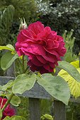 Rose anglaise "LD Braithwaite" ; Le jardin des Rosiers La Puye France