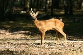 Brocard aux bois anormaux Forêt de Sénart Essonne France ; Les bois peuvent être cassés, ou la repousse annuelle a pu être affectée par des stress de tous ordres et des carences