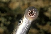 Suction disk of a European brook lamprey France ; Larval stage (ammocoete) of three to five years during which the blind animal filters micro-organisms from the sediment.<br>The adult has eyes but its digestive system does not allow it to feed; this stage is only for reproduction.