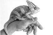 Caméléon sur une main Studio