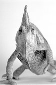 Portrait de Caméléon Studio