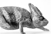 Portrait de Caméléon Studio