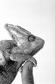 Portrait de Caméléon sur un doigt  Studio