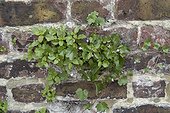 Linaire cymbalaire poussant sur un mur au printemps