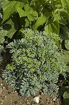 Rue officinale