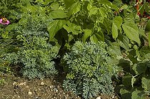 Rue officinale