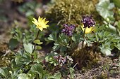 Fleur de Ficaire fausse renoncule 
