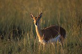 Oribi Midmar GR KwaZulu-Natal RSA