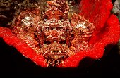 Tassled scorpionfish Panglao Island Bohol Sea Philippines
