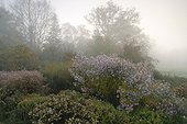 Massif d'asters et de chrysanthèmes  l'Arboretum de Balaine  ; Aster "Henry Picot" - Aster "Blue Wonder". Chrysantheme "Bronze Elegance"