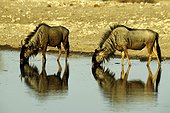 Reflets de gnous bleus buvant à un point d'eau Namibie