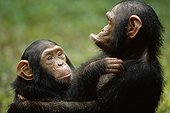 Chimpanzé orphelin se rassurant après un stress Gabon