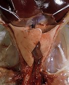 Appareil respiratoire d'un Mammifère : le Lapin domestique ; Disséction montrant : Poumons, Pharynx, Coeur, Diaphragme
