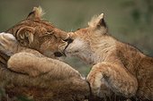 Lion cubs Masaï-Mara Kenya [AT]