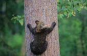 Young black Bear climbing on a tree Ontario Canada [AT]