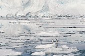 Pair of Gentoo Penguins on ice Antarctica ; January 2002