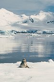 Léopard de mer sur la banquise Antarctique ; Janvier 2002