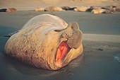 Eléphant de mer mâle au lever du soleil Péninsule de Valdes