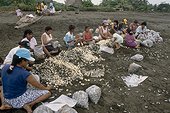 Personnes récoltant des oeufs de tortue olivâtre Costa Rica ; Reportage Arribada<br>Site : Plage et village d'Ostional<br>Une fois par an, les tortues olivâtres migrent jusqu'à cette plage du Costa Rica afin d'y déposer leurs oeufs. Ce formidable débarquement (jusqu'à 15000 individus)laisse derrière lui environ 8 millions d'oeufs, très convoités. Seuls les habitants du village voisin sont autorisés à collecter ces oeufs dans un but alimentaire.<br>Cette récolte impressionnnante ne vise que les oeufs déposés lors des 36 premières heures du phénomène. Les chances de développement des ces oeufs sont en effet naturellement très faible puisque les vagues successives de tortues endommagent fortement la ponte laissée par la vague précédente. De plus, l'écrasement des pontes précédentes crée un milieu propice au développement massif d'insectes indésirables.<br>Cette récolte est donc contrôlée et raisonnée.